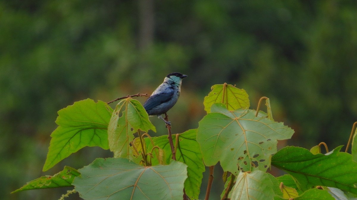 Black-capped Tanager - ML97994851