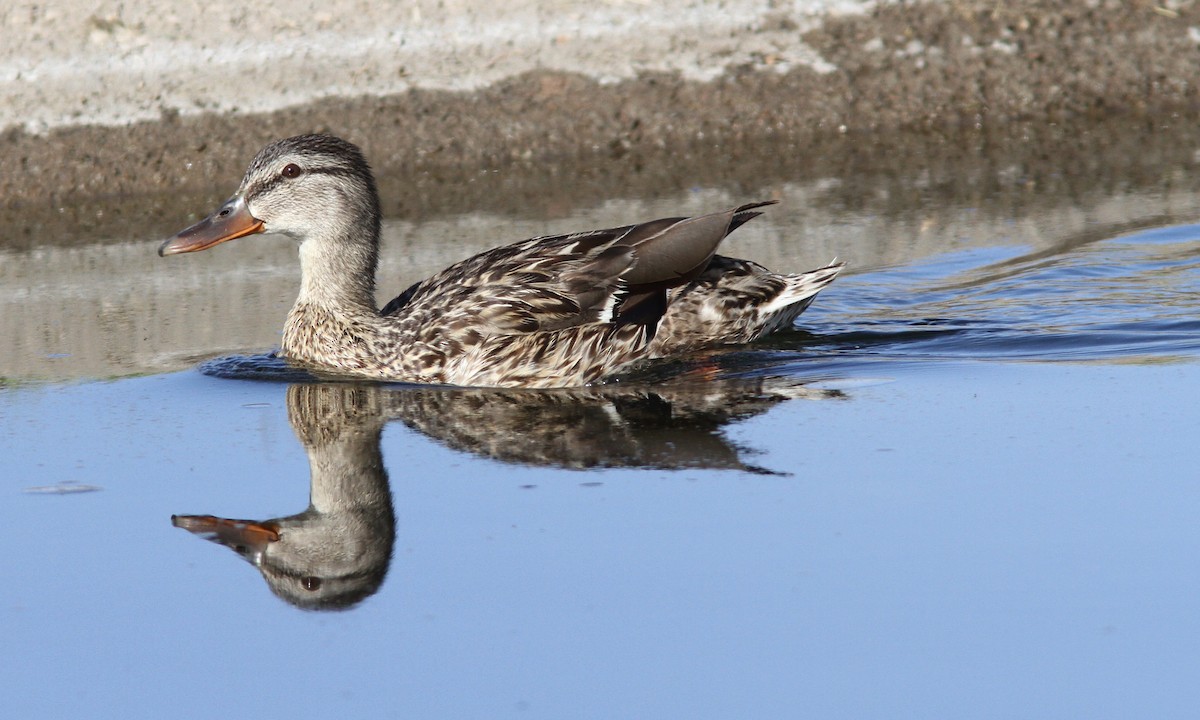 Mallard - Sean Fitzgerald