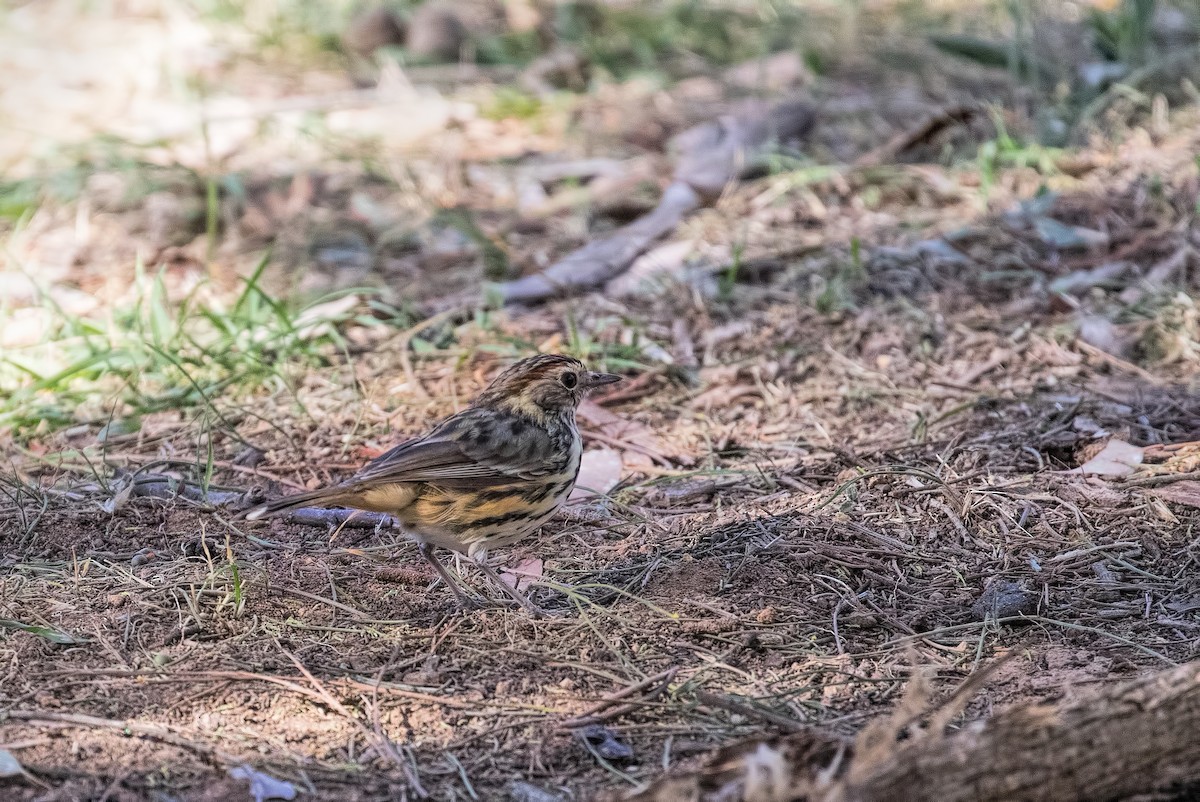 Speckled Warbler - Julie Clark