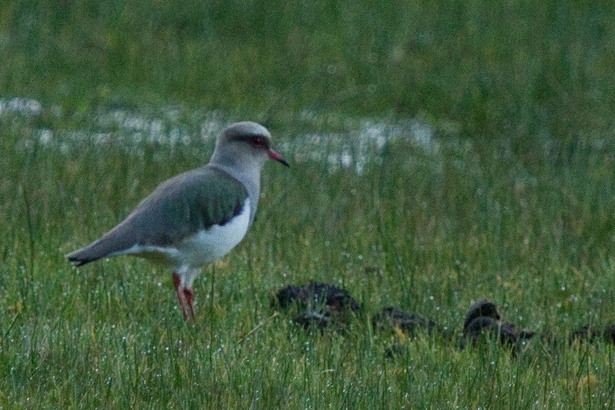 Andean Lapwing - ML97997491