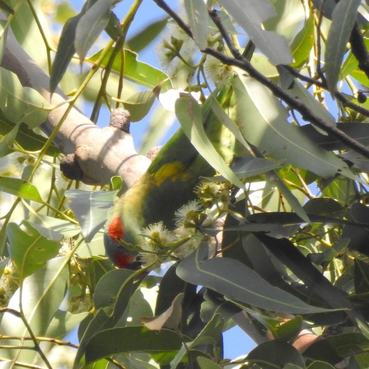 Musk Lorikeet - ML97998011