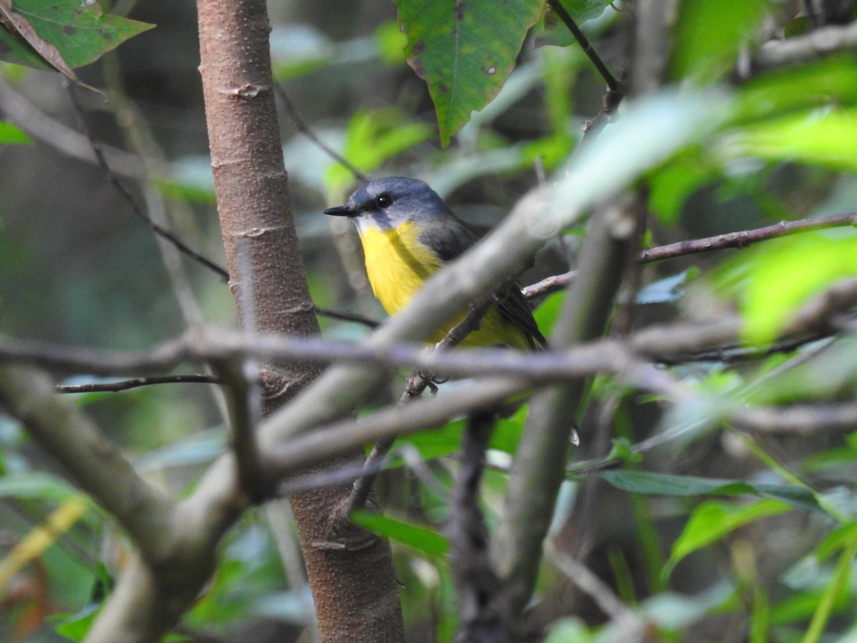 Eastern Yellow Robin - ML97998191