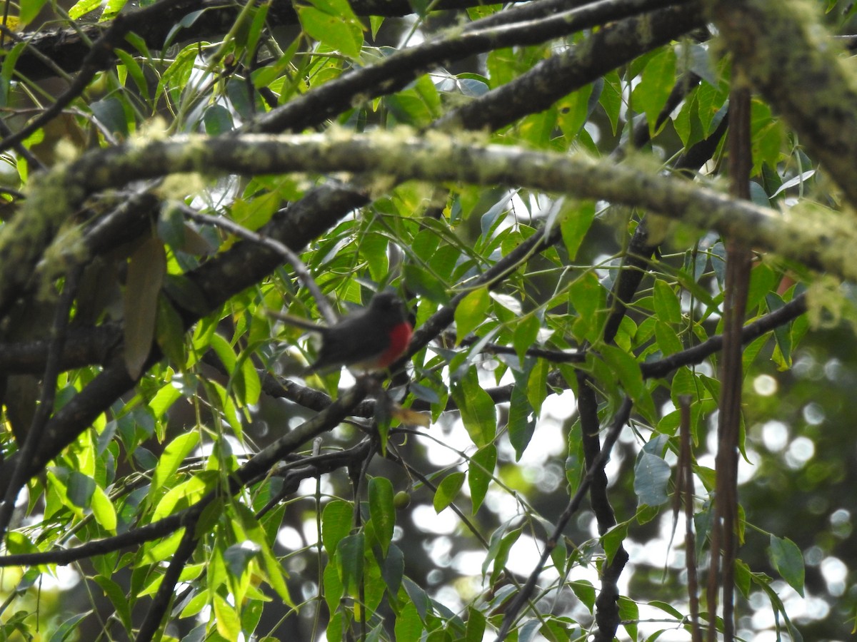 Petroica Rosada - ML97998201