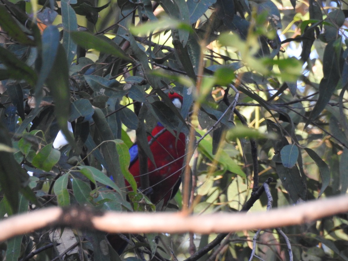 Crimson Rosella - ML97998271