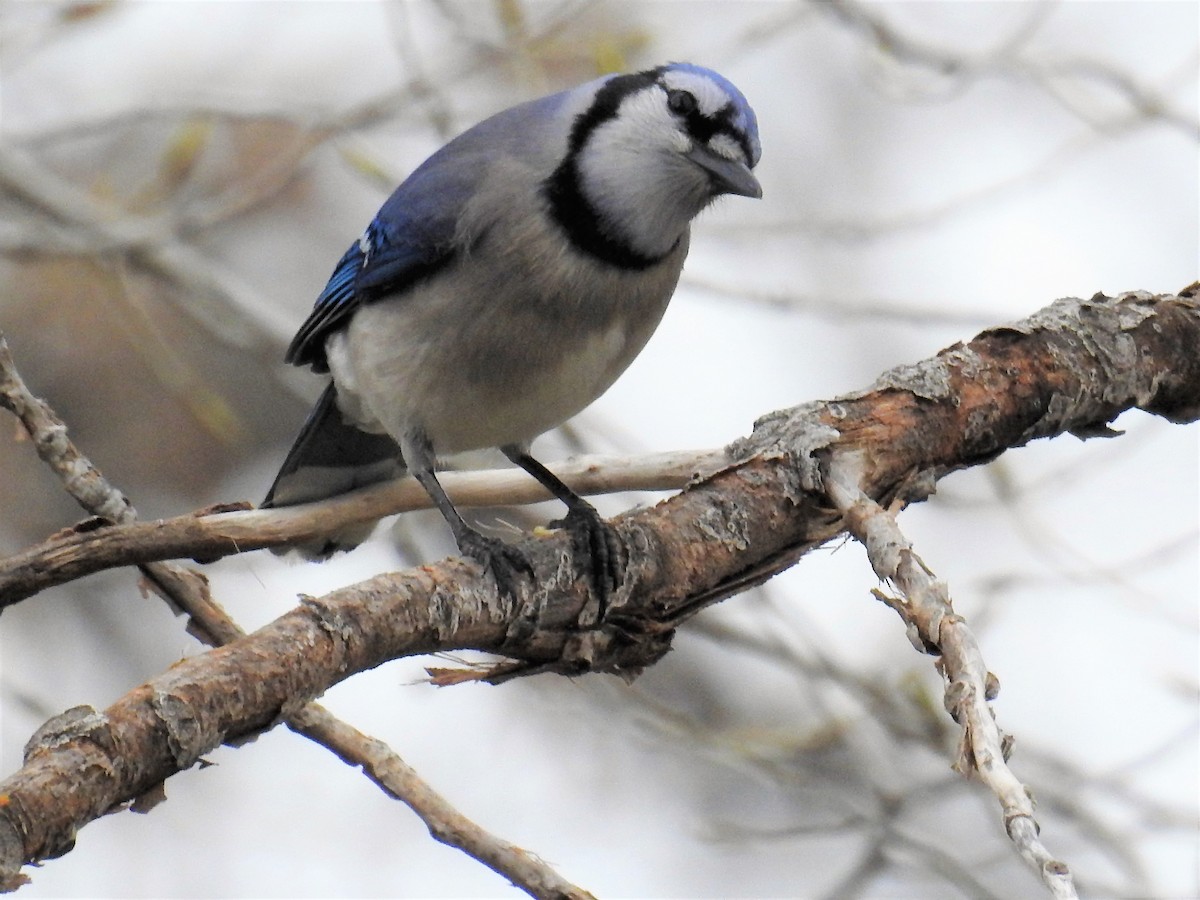 Blue Jay - ML97998281