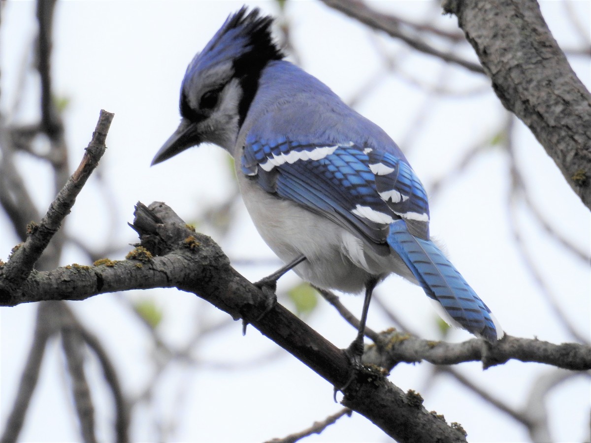 Blue Jay - ML97998291