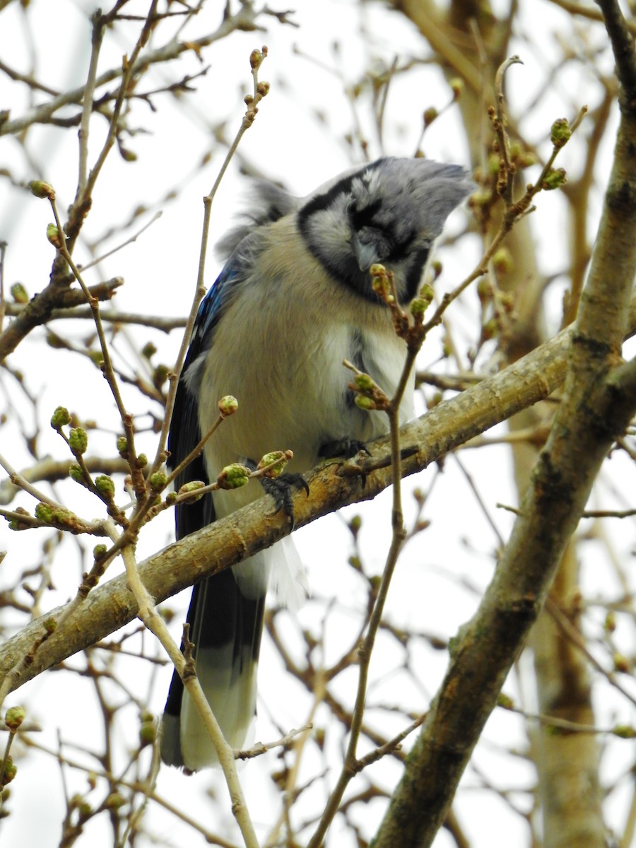 Blue Jay - ML97998301