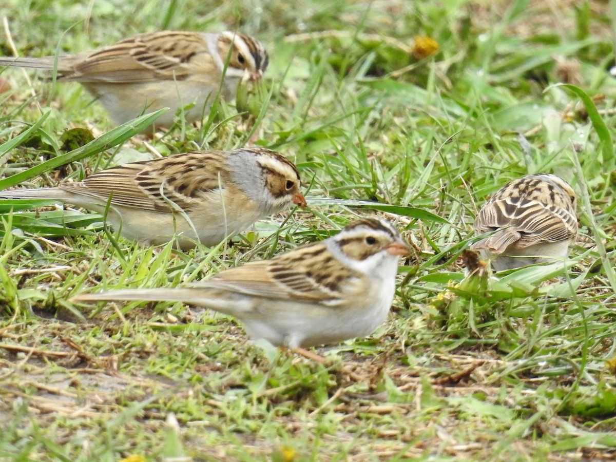 Clay-colored Sparrow - ML97998611