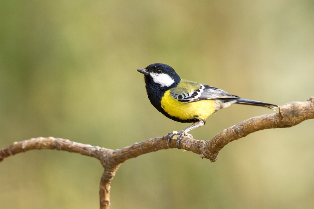 Green-backed Tit - ML97999511