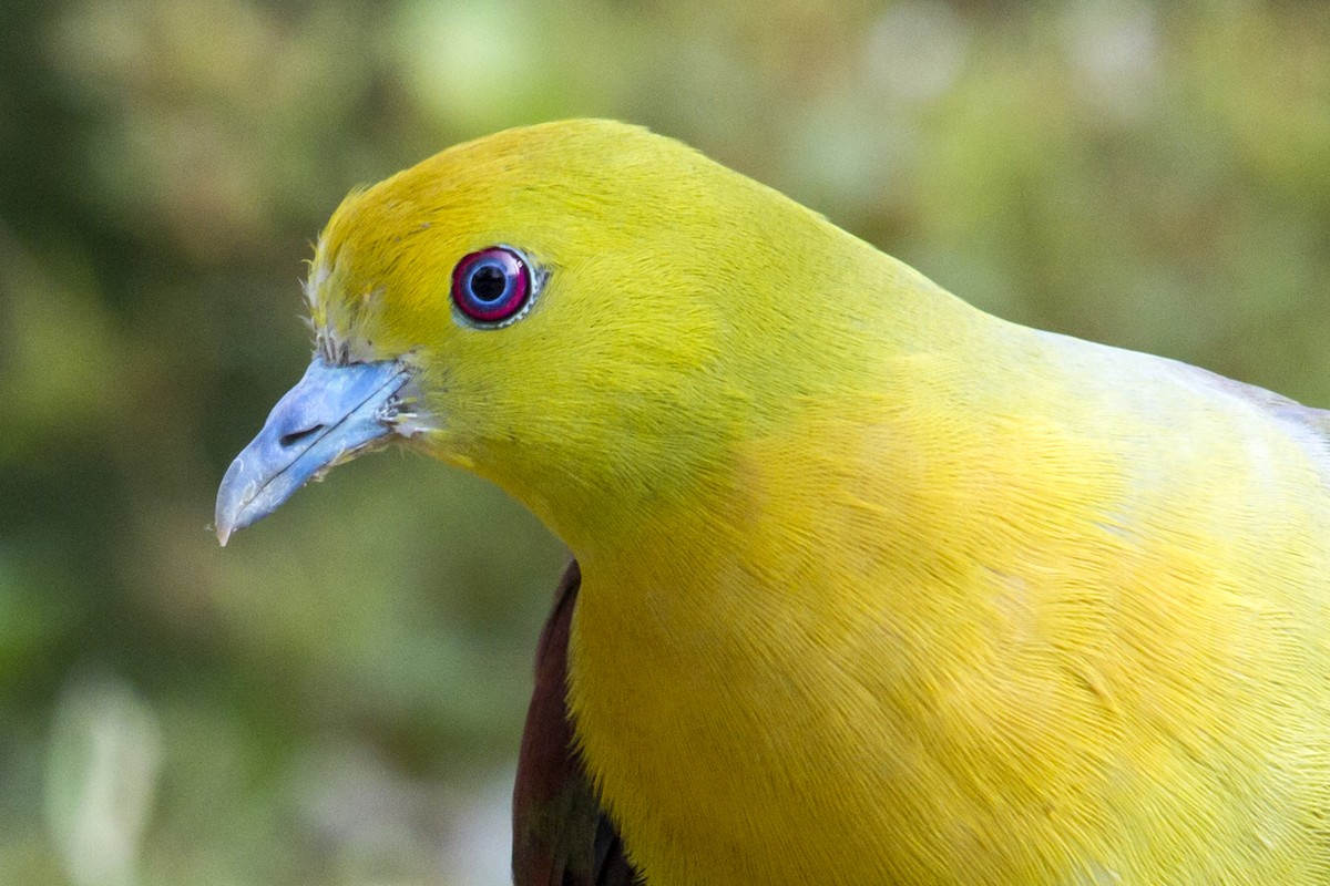 Wedge-tailed Green-Pigeon - ML98000011