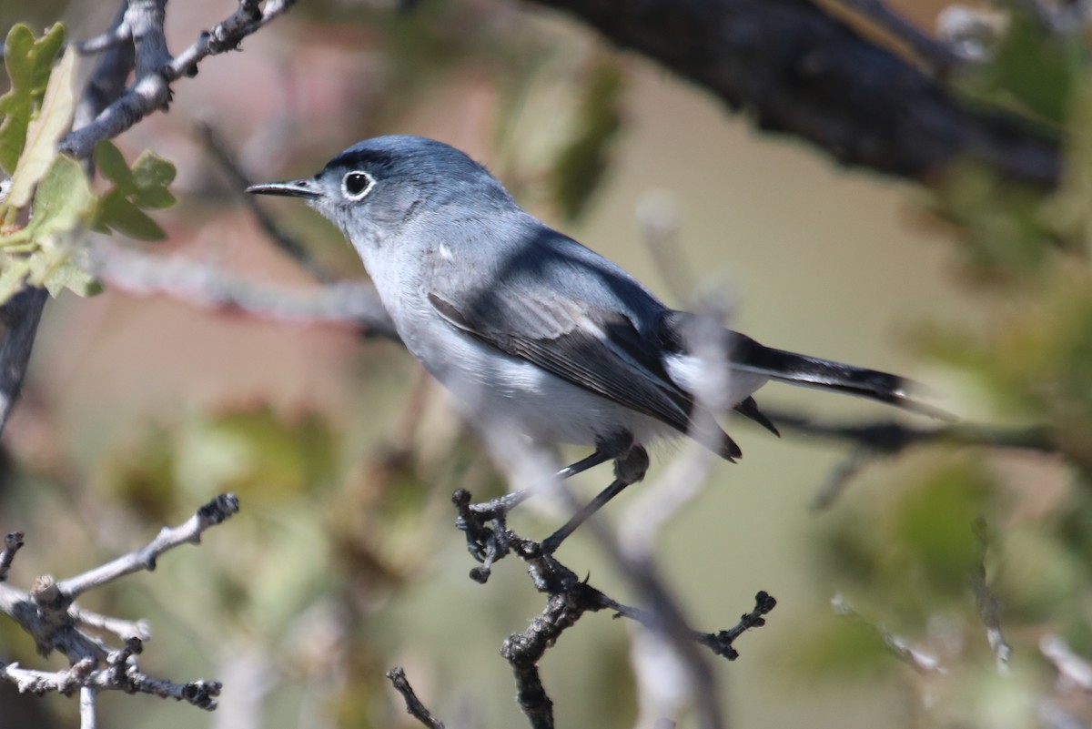 Blue-gray Gnatcatcher - ML98000411