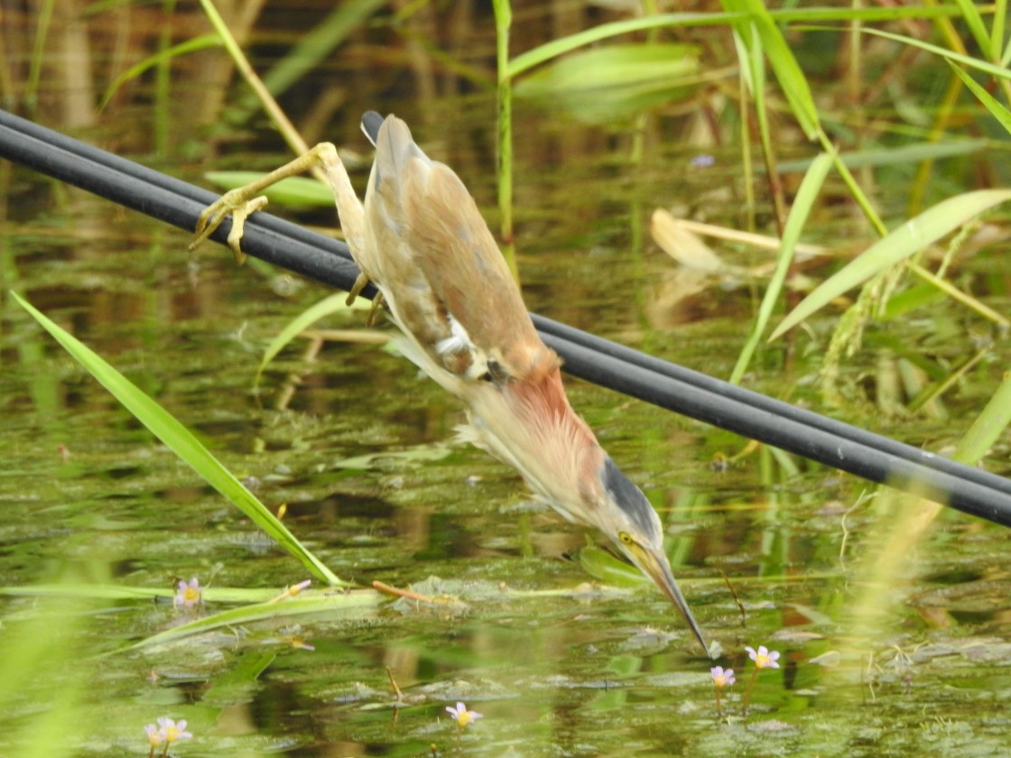 Yellow Bittern - ML98000491