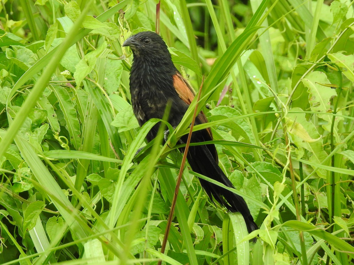 Lesser Coucal - Shafeeq Wilson