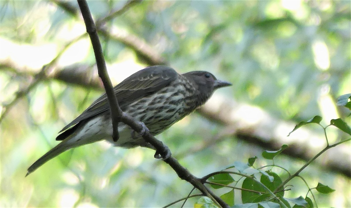 Australasian Figbird - ML98001851