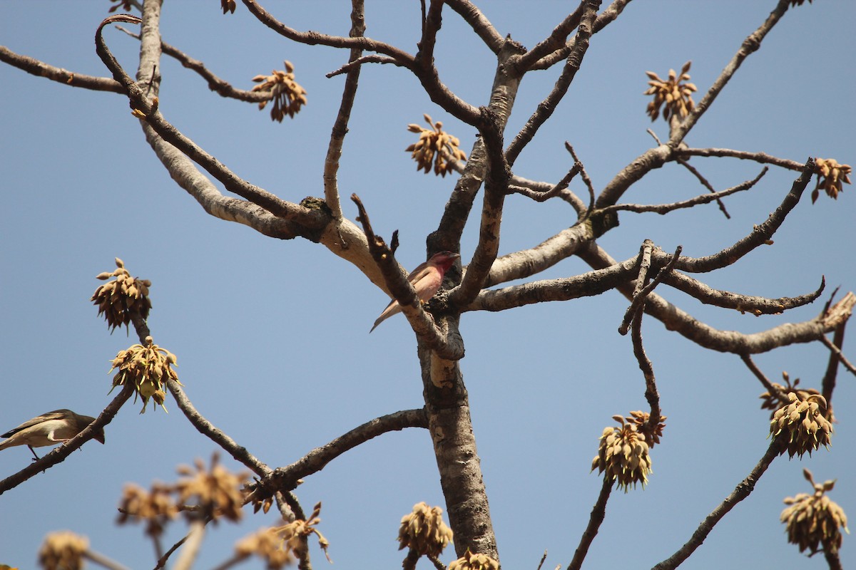Common Rosefinch - SHARMILA Abdulpurkar