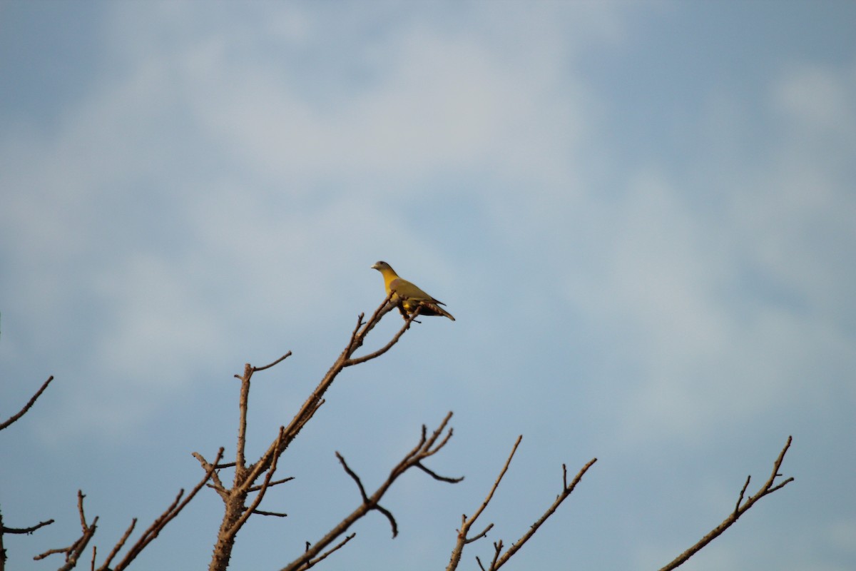 Yellow-footed Green-Pigeon - ML98002411