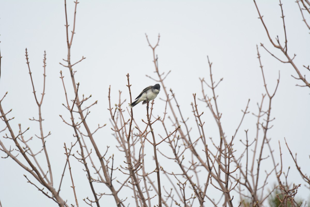 Eastern Kingbird - ML98002471