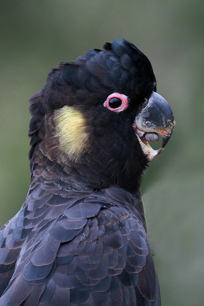 Yellow-tailed Black-Cockatoo - Barbara & Brian O'Connor