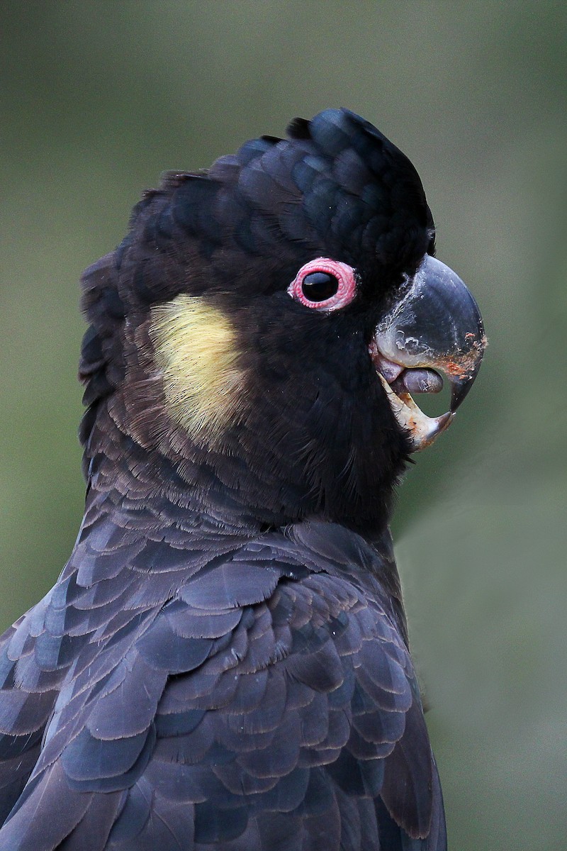 Cacatúa Fúnebre Coliamarilla - ML98002571