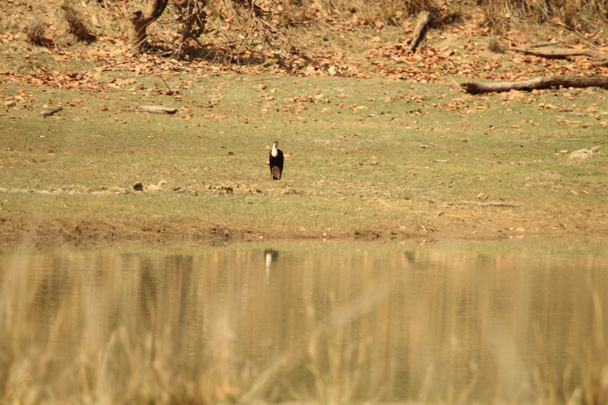 Asian Woolly-necked Stork - ML98002661