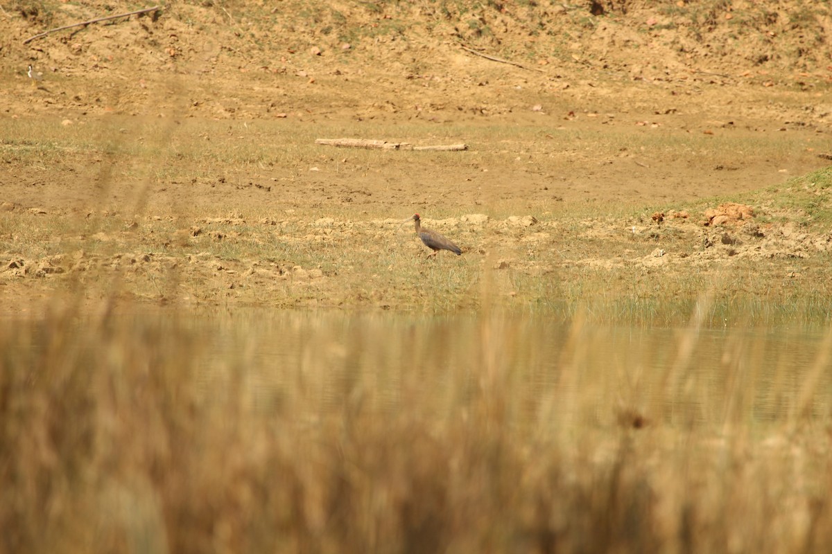 Red-naped Ibis - SHARMILA Abdulpurkar