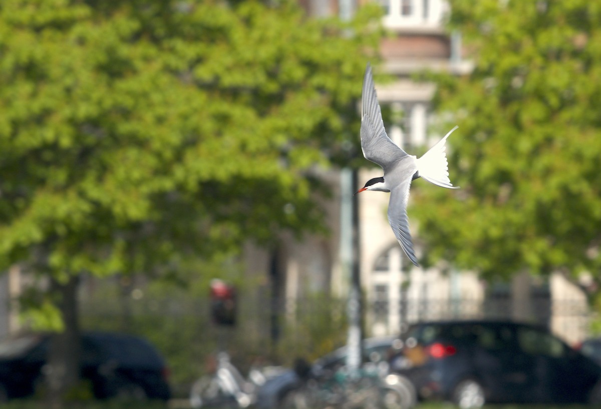 Common Tern (hirundo/tibetana) - ML98003461