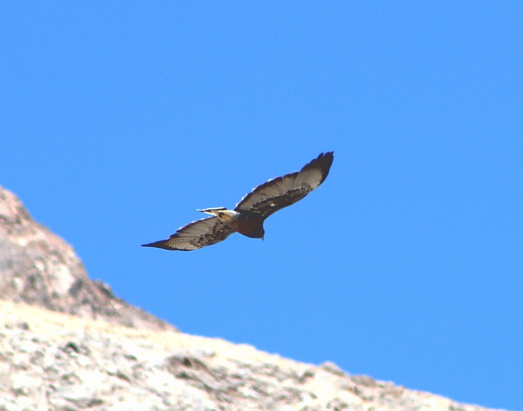 Variable Hawk - Juan Figueroa Castillo