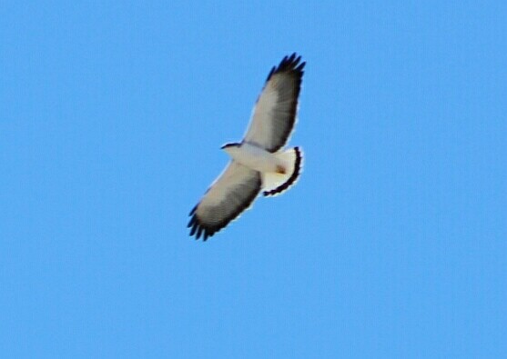 Variable Hawk - Juan Figueroa Castillo