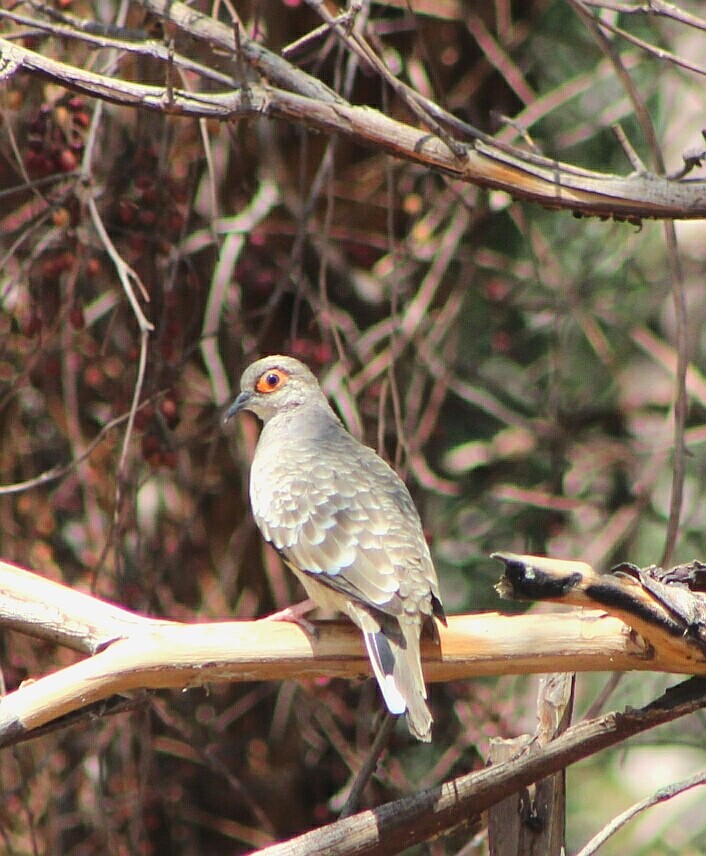 Bare-faced Ground Dove - ML98005011