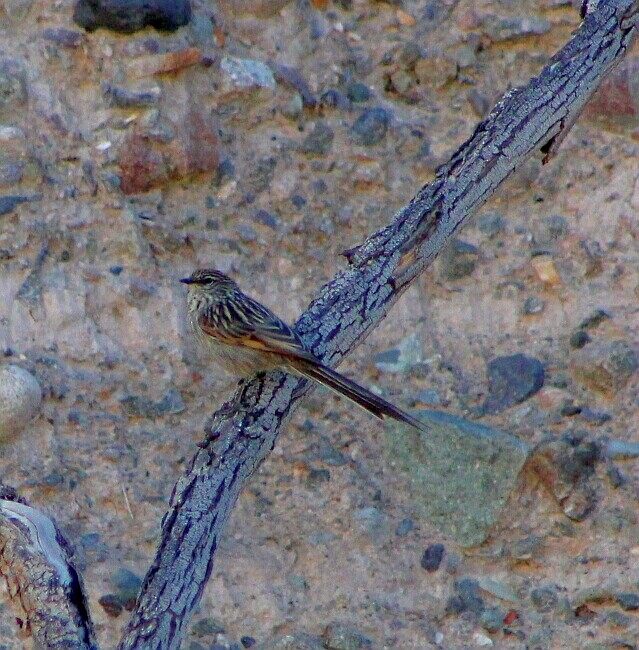 Streaked Tit-Spinetail - ML98005081