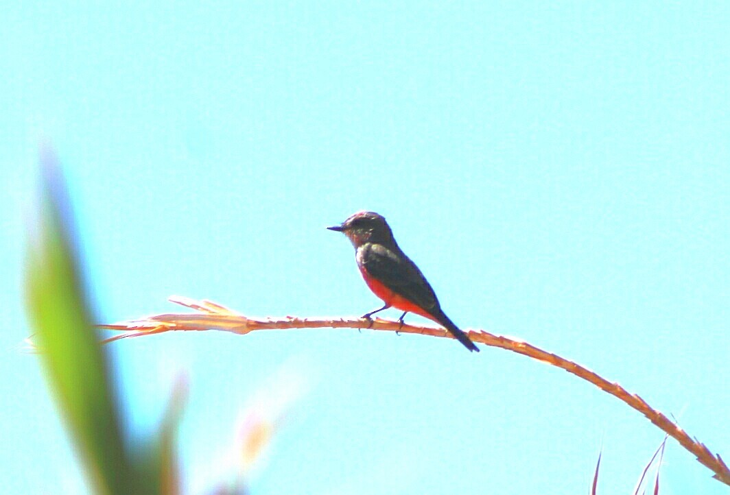 Vermilion Flycatcher - ML98005231