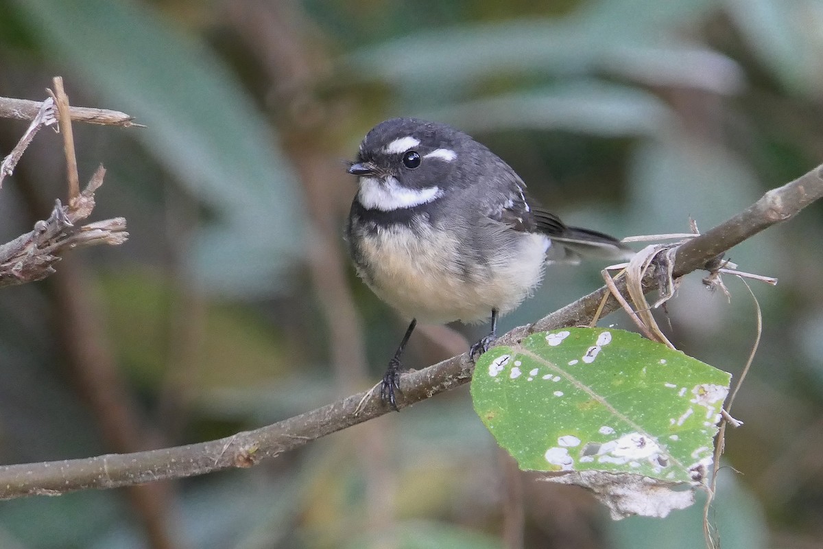 Gray Fantail - ML98005261