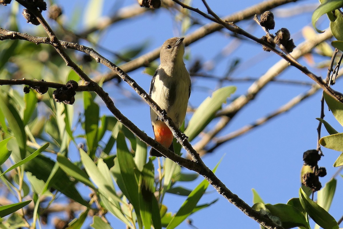 Mistletoebird - ML98005301