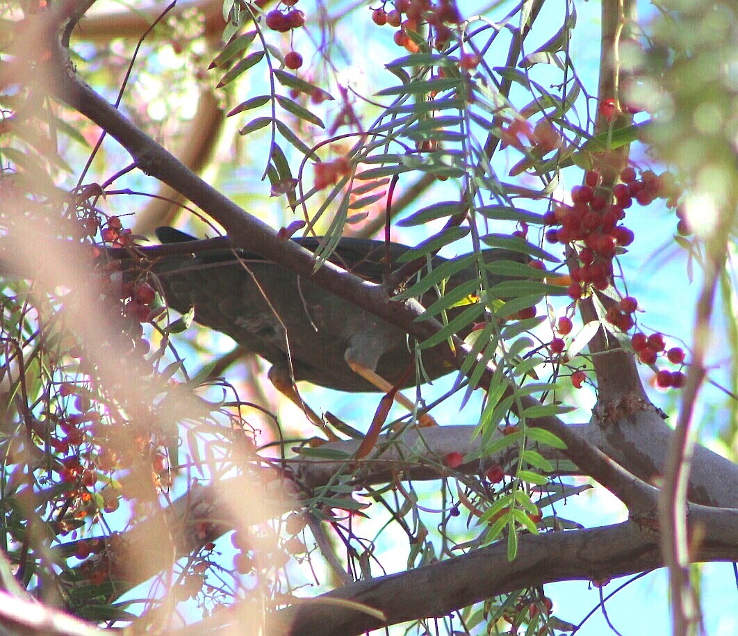 Chiguanco Thrush - ML98005321