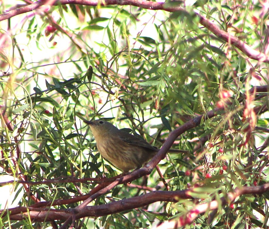 Slender-billed Finch - ML98005401