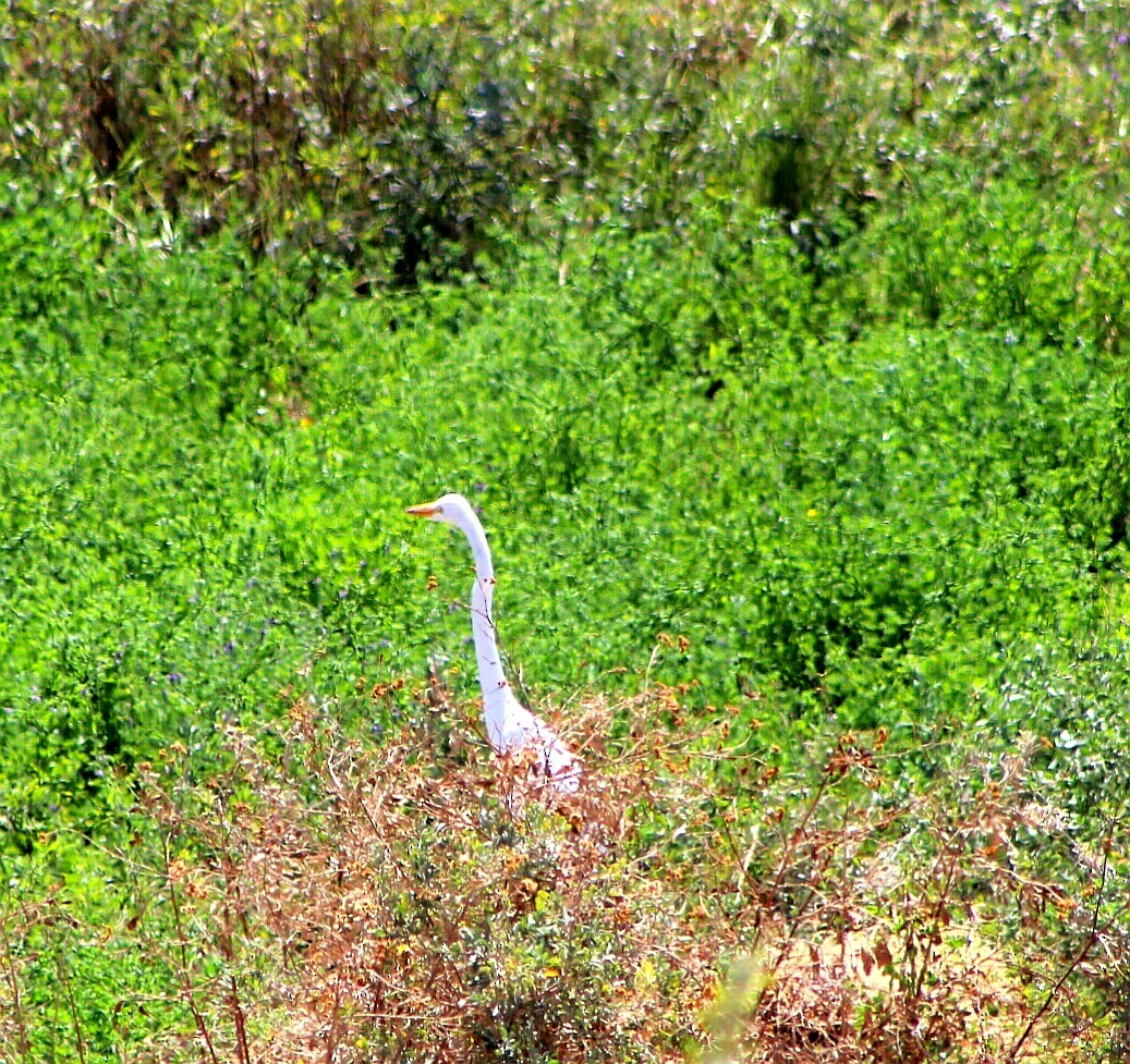 Great Egret - Juan Figueroa Castillo