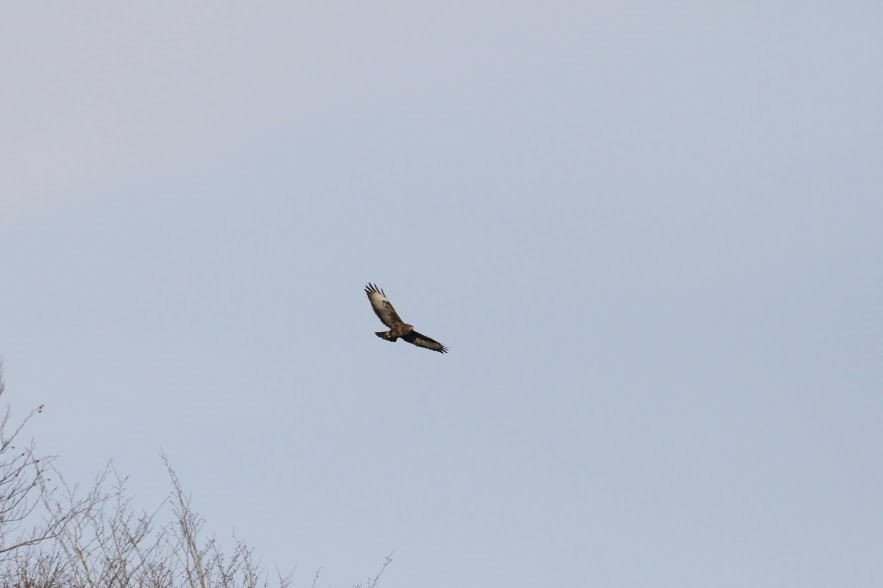 Common Buzzard (Western) - ML98006221