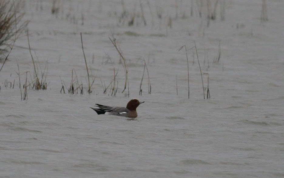 Eurasian Wigeon - Anton Liebermann