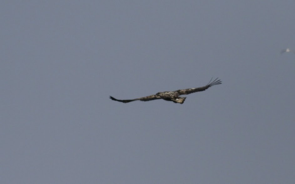 Aquila di mare - ML98007351