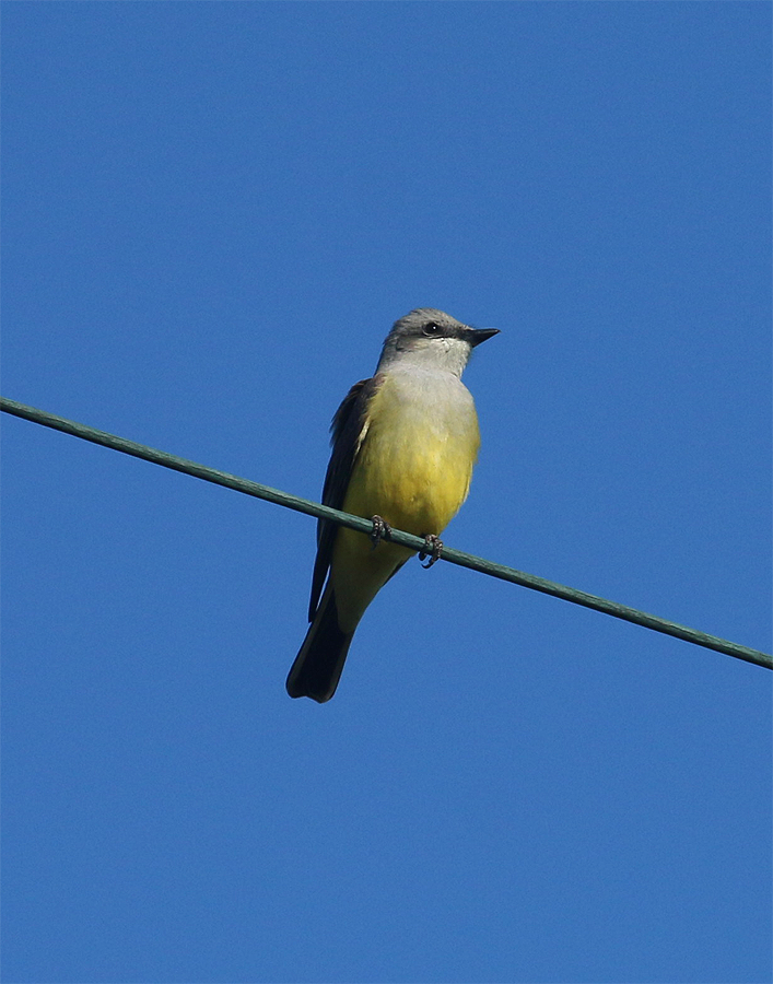Couch's Kingbird - Mike Fahay