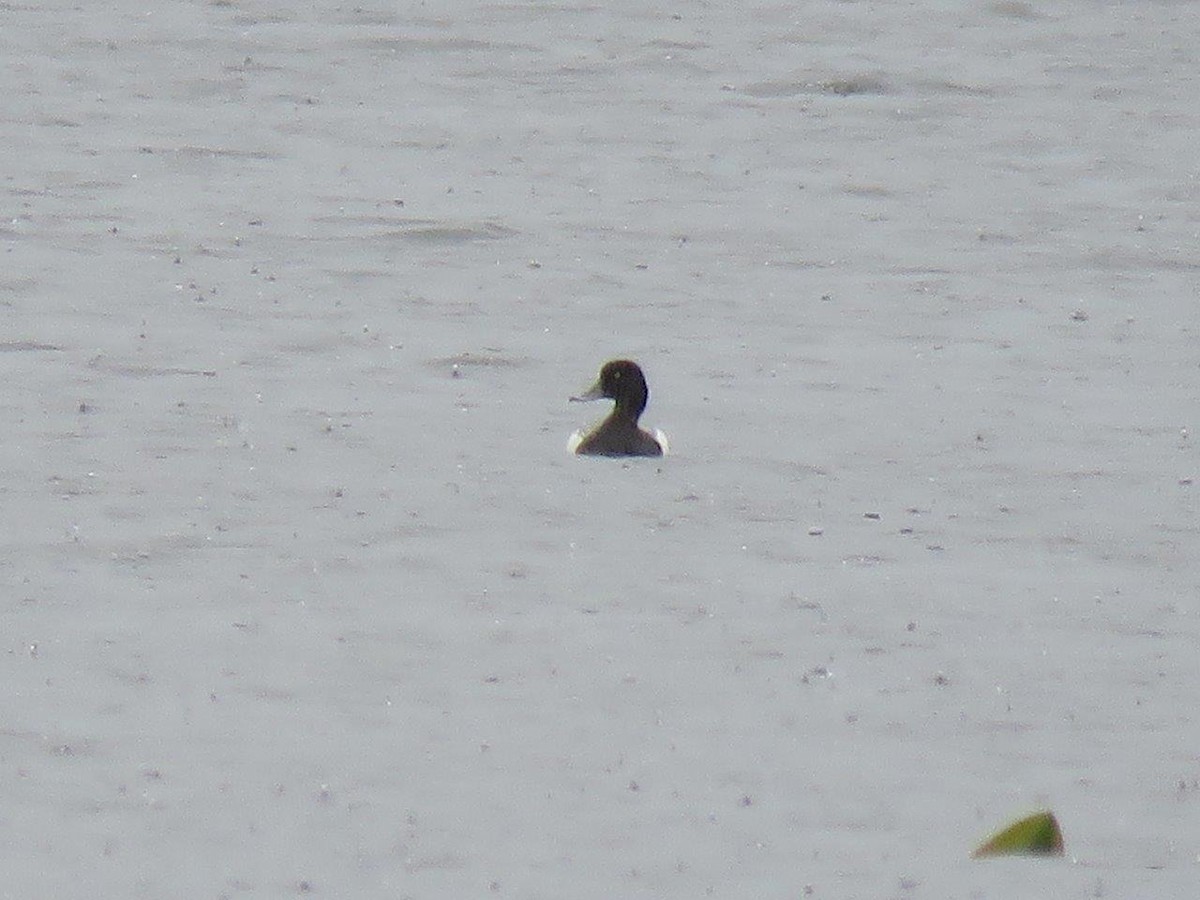 Lesser Scaup - ML98007631