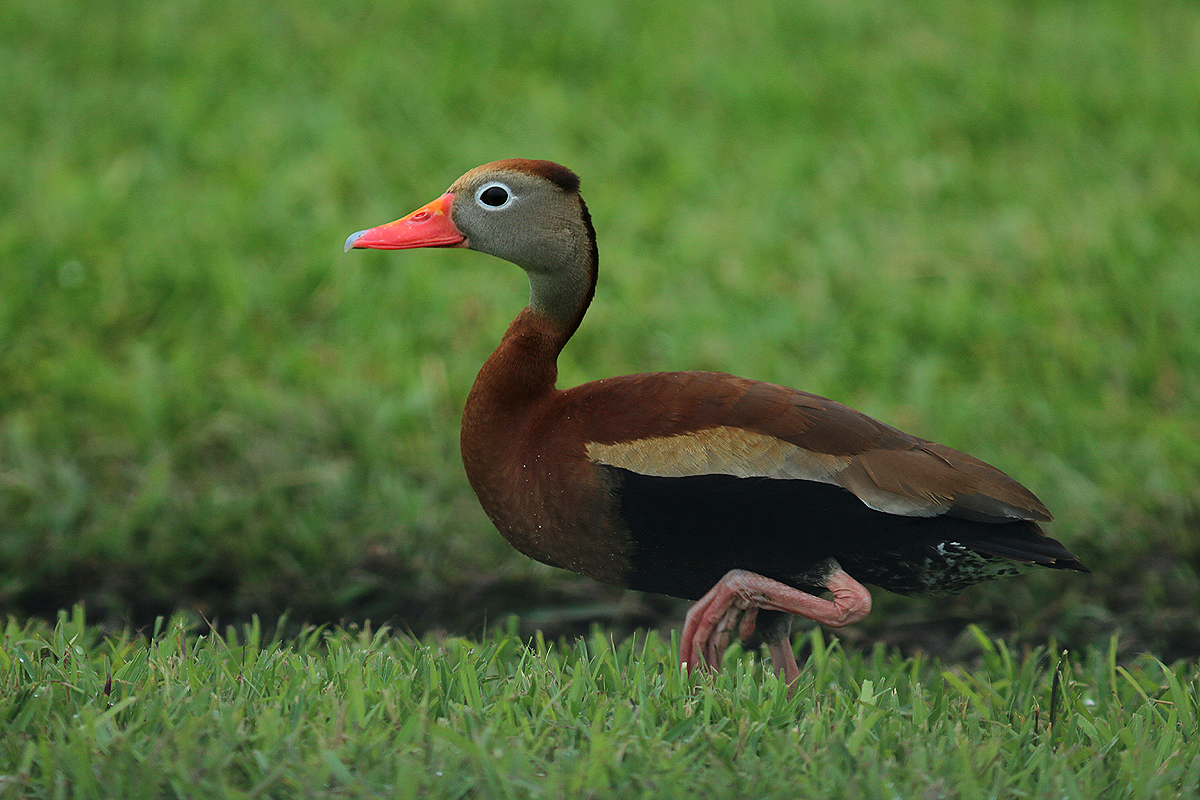 Dendrocygne à ventre noir - ML98007791