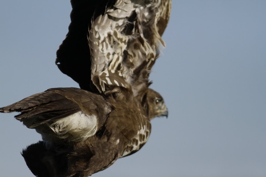 káně lesní (ssp. buteo) - ML98007961