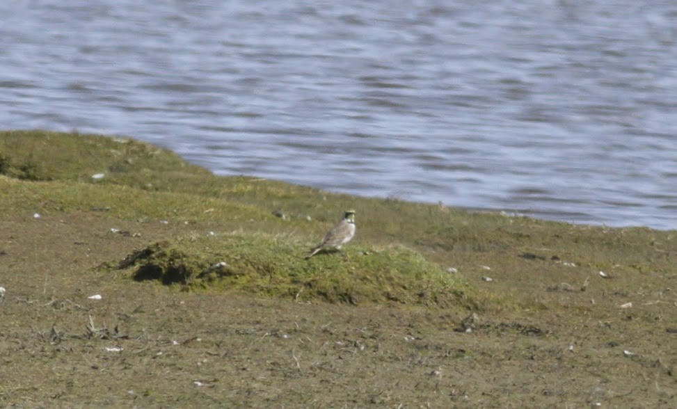 Horned Lark (Shore) - ML98007991