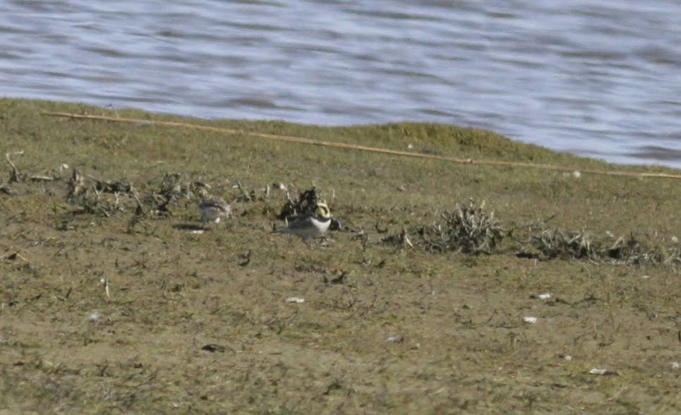 Horned Lark (Shore) - ML98008001