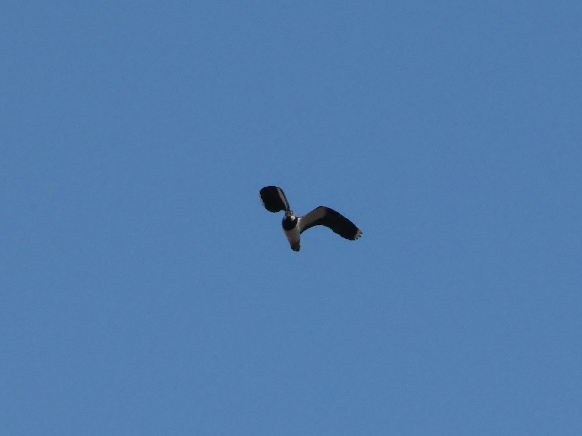 Northern Lapwing - ML98008081