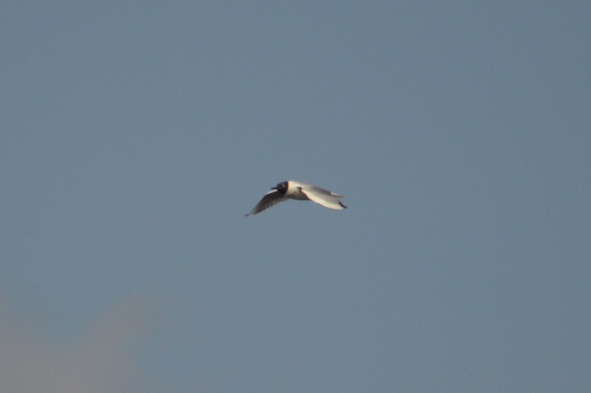 Bonaparte's Gull - ML98008441