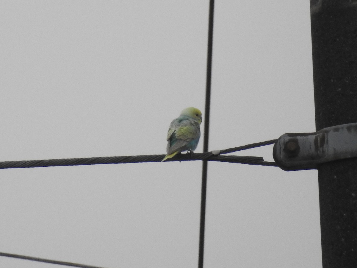 Budgerigar (Domestic type) - ML98008491