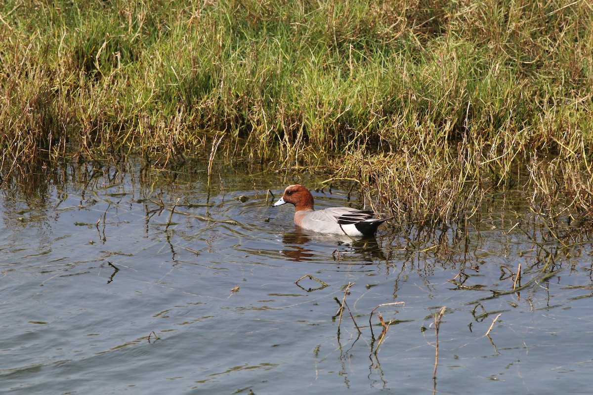 Eurasian Wigeon - Yu-Wei (昱緯) LI (李)