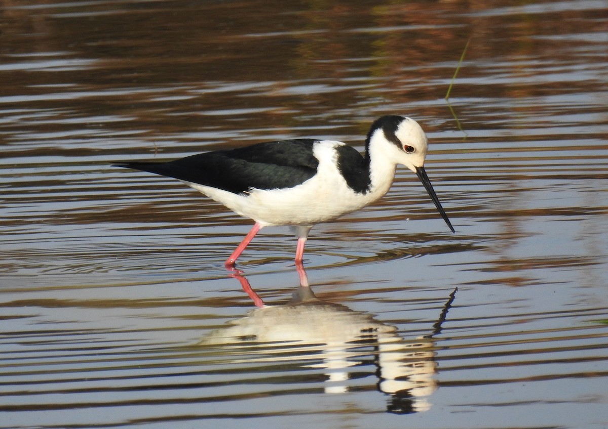 Black-necked Stilt (White-backed) - Jonas Kilpp